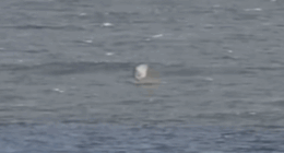 Surf cams showed foilboarder Andy McDonald suddenly falling into the water and thrashing about 50m off Prevelly Beach