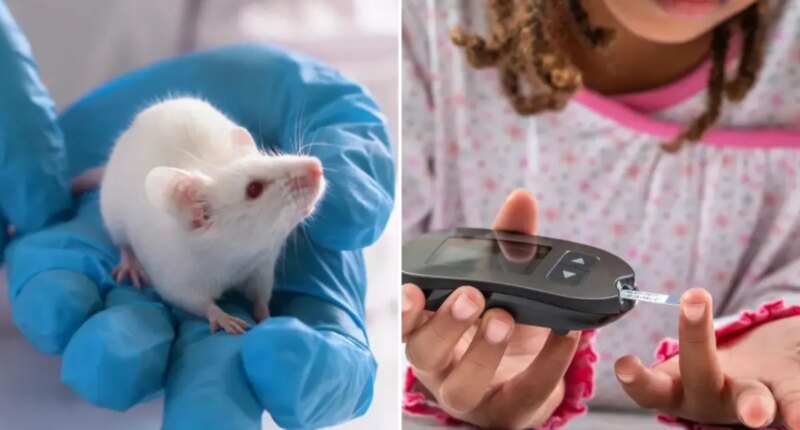 Scientists identify potential type 1 diabetes cure in milestone study