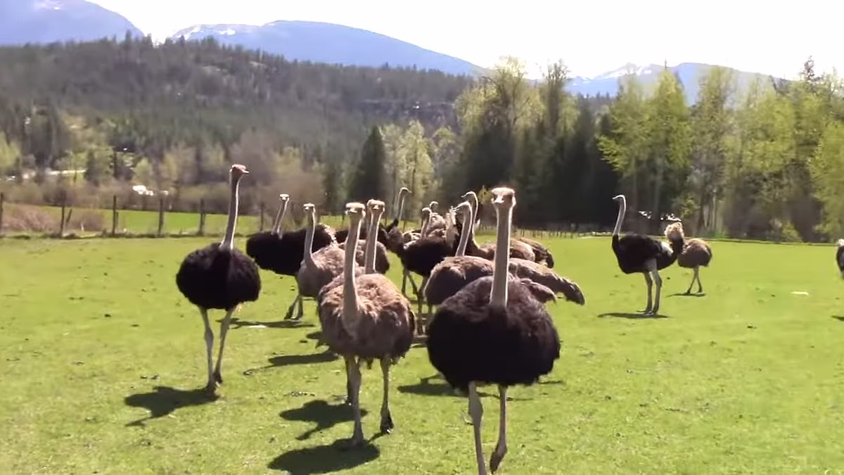 Sinister theory about massacre of ostriches by a firing squad emerges