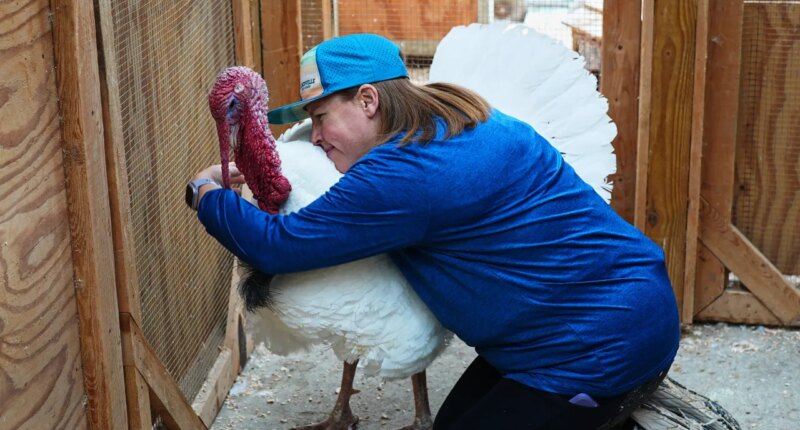 Lanette Cook, education and engagement manager at Luvin Arms Animal Sanctuary, hugs a pardoned turkey named Gus that now lives at the rescue, Friday, Nov. 21, 2025, in Erie, Colo. (AP Photo/David Zalubowski)