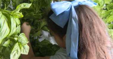 Students use high-tech farm to feed classmates in Texas