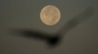 Supermoon over Tampa Bay Wednesday morning