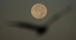 Supermoon over Tampa Bay Wednesday morning