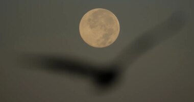 Supermoon over Tampa Bay Wednesday morning