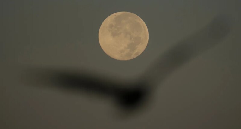 Supermoon over Tampa Bay Wednesday morning