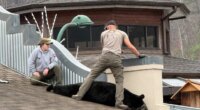 TWRA: 375-pound bear found stuck on Gatlinburg roof, released into Smokies