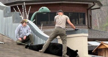 TWRA: 375-pound bear found stuck on Gatlinburg roof, released into Smokies