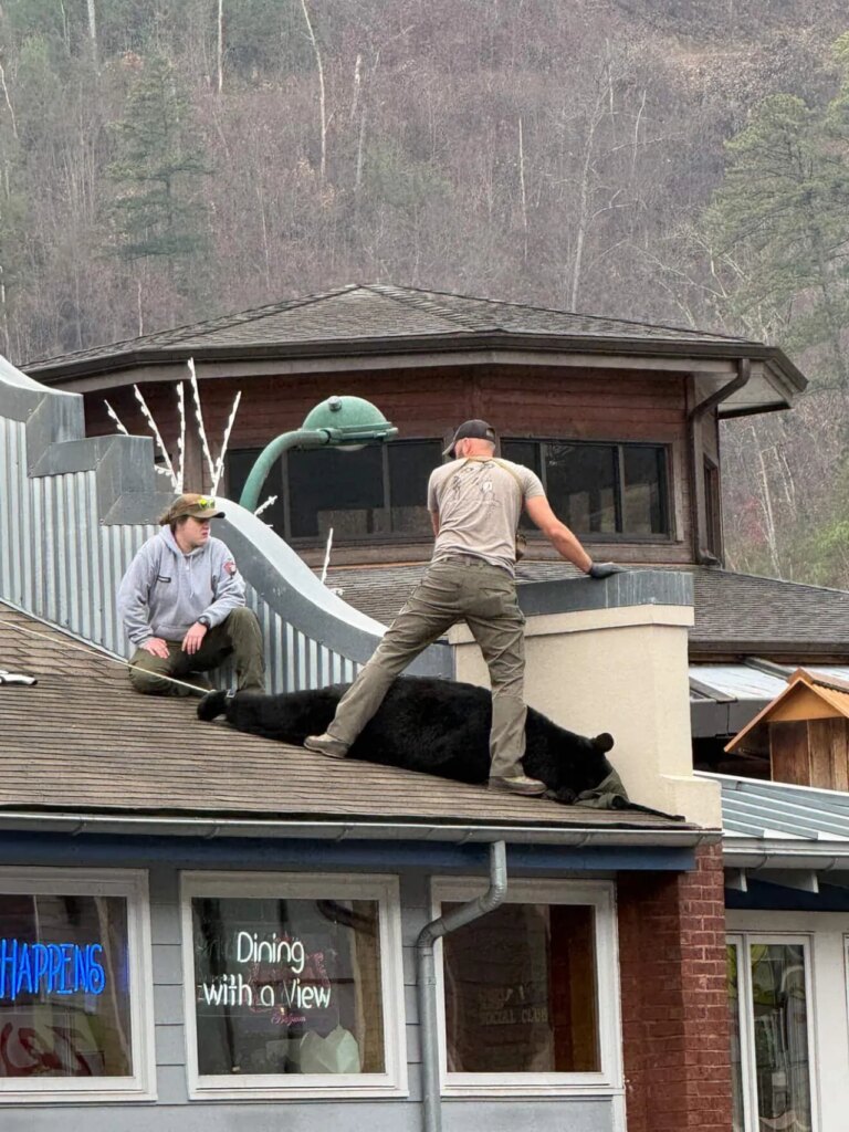 TWRA: 375-pound bear found stuck on Gatlinburg roof, released into Smokies
