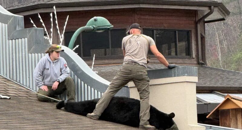 TWRA: 375-pound bear found stuck on Gatlinburg roof, released into Smokies