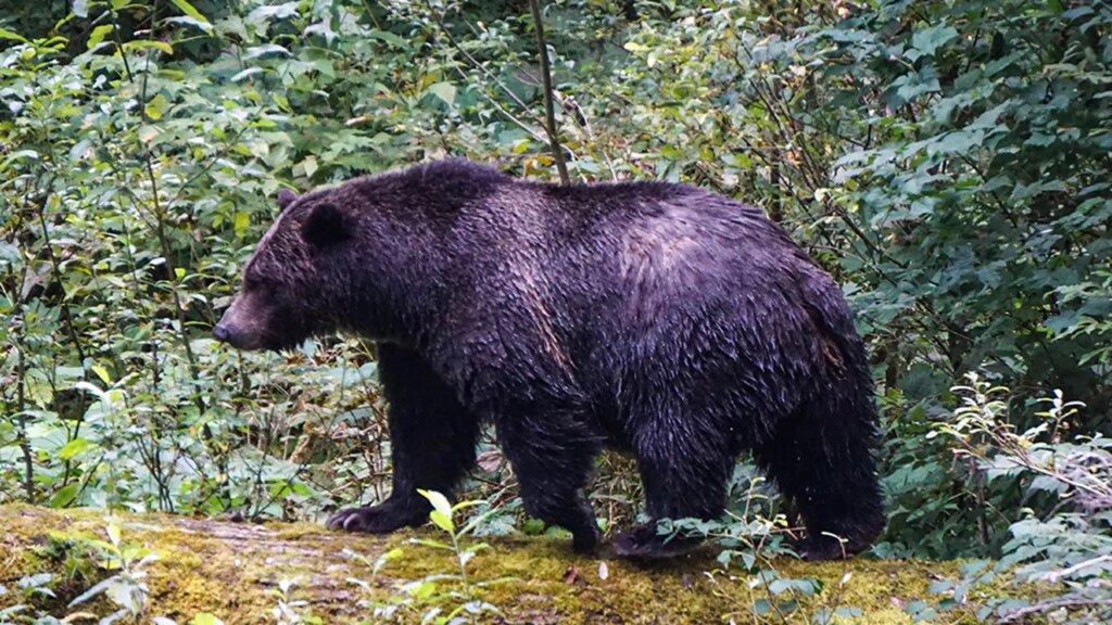 Teachers called 'true heroes' after repelling grizzly bear that attacked school group, injuring 11