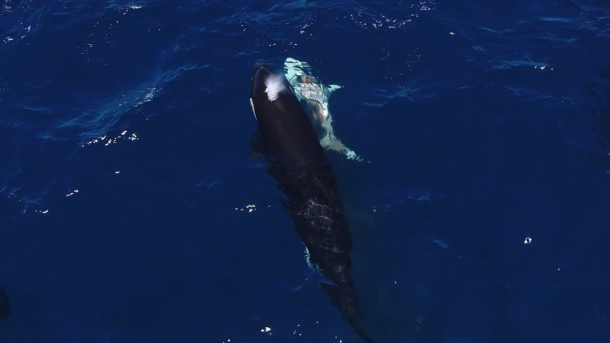 The shocking moment a pod of orcas kills a young great white shark