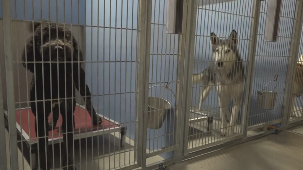 Three-Day Fetch: Jacksonville weighs stray dilemma proposal to cut shelter hold time in half