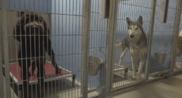 Three-Day Fetch: Jacksonville weighs stray dilemma proposal to cut shelter hold time in half