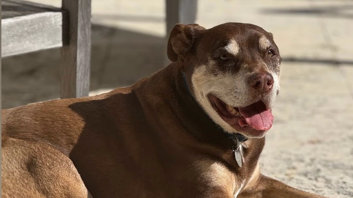 Tom Brady reveals his dog Junie is a CLONE of old family pet, Lua