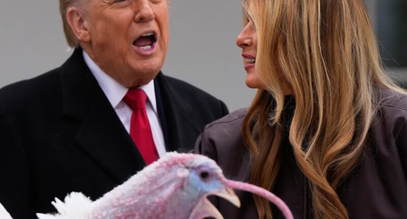 President Donald Trump and first lady Melania Trump, stand next to national Thanksgiving turkey Gobble during a pardoning ceremony in the Rose Garden of the White House, Tuesday, Nov. 25, 2025, in Washington. (AP Photo/Julia Demaree Nikhinson)