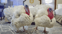 Turkeys Waddle and Gobble arrive at White House ahead of Thanksgiving pardon ceremony