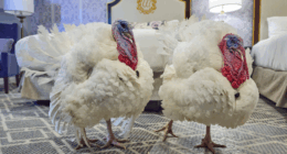Turkeys Waddle and Gobble arrive at White House ahead of Thanksgiving pardon ceremony