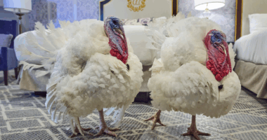 Turkeys Waddle and Gobble arrive at White House ahead of Thanksgiving pardon ceremony