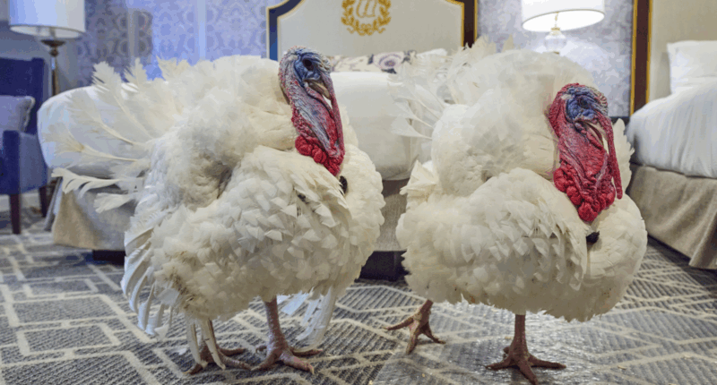 Turkeys Waddle and Gobble arrive at White House ahead of Thanksgiving pardon ceremony