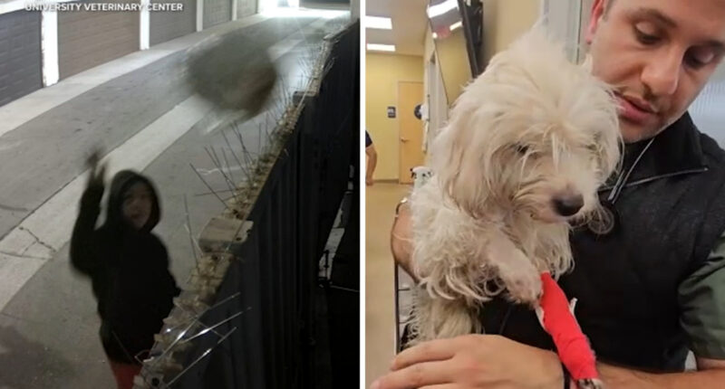 Tyler Thompson ID'd as woman arrested after video shows dog being thrown over fence in plastic bag in Anaheim, California