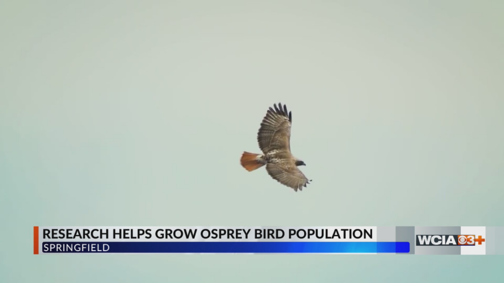 UIS professor helps osprey bird population growth in Illinois