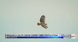 UIS professor helps osprey bird population growth in Illinois