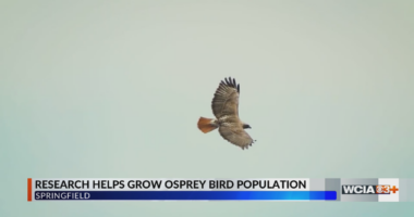 UIS professor helps osprey bird population growth in Illinois