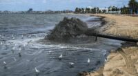 St Kilda Beach has black water, dirty, rubbish and smells due to dredging at the entrance of the St Kilda Marina. 12th November 2025, The Age news Picture by JOE ARMAO