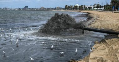 St Kilda Beach has black water, dirty, rubbish and smells due to dredging at the entrance of the St Kilda Marina. 12th November 2025, The Age news Picture by JOE ARMAO