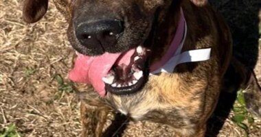 Welcoming your newest member of the family, Home for the Holidays: Augusta Animal Services