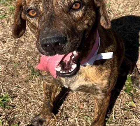 Welcoming your newest member of the family, Home for the Holidays: Augusta Animal Services