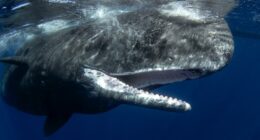 Whale carcass too big to move from Nantucket beach; officials say they'll need to drag it back to sea