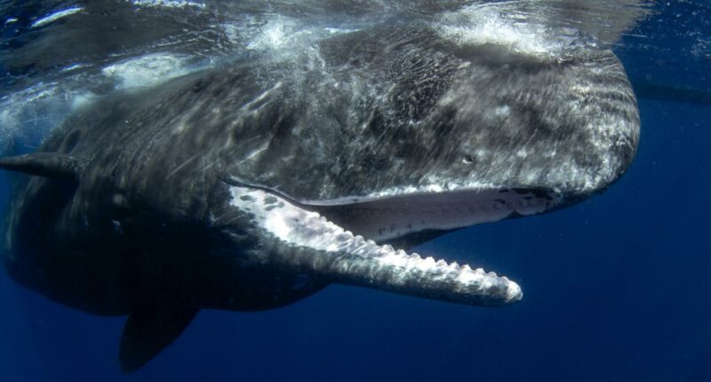 Whale carcass too big to move from Nantucket beach; officials say they'll need to drag it back to sea