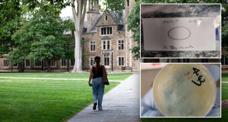 What we know about the Chinese nationals accused of smuggling biological materials while at university lab