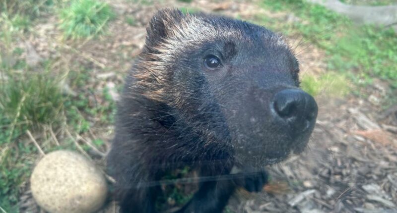 Wolverine sees brighter future after groundbreaking eye surgery