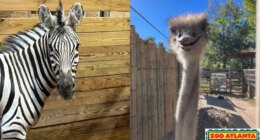 Zoo Atlanta welcomes new arrivals to mixed-species habitat