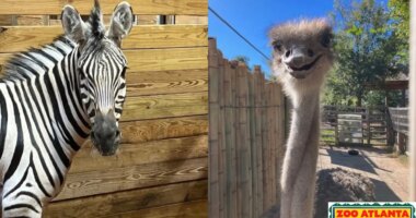 Zoo Atlanta welcomes new arrivals to mixed-species habitat