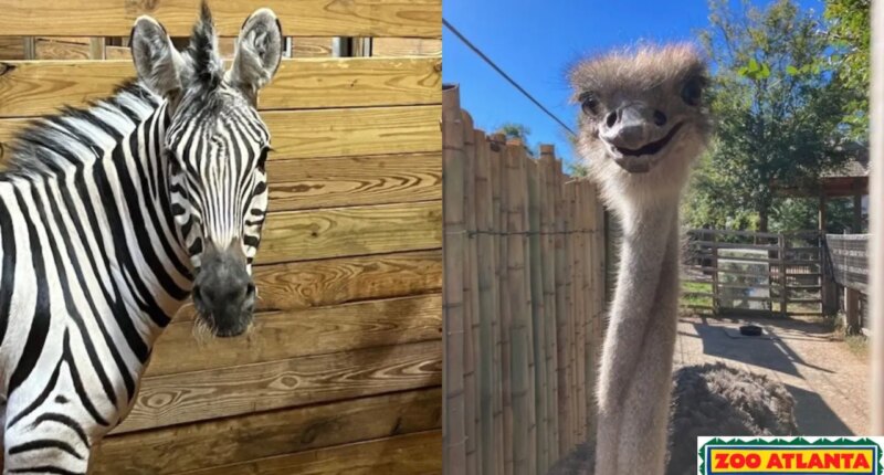 Zoo Atlanta welcomes new arrivals to mixed-species habitat