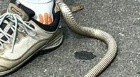 Brown snake in shoe