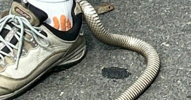 Brown snake in shoe
