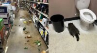 'Intoxicated' raccoon passes out in bathroom after ransacking Virginia liquor store