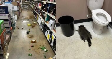 'Intoxicated' raccoon passes out in bathroom after ransacking Virginia liquor store