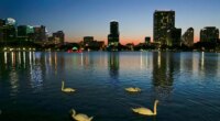 12 swans die suddenly at Florida lake, cause unknown