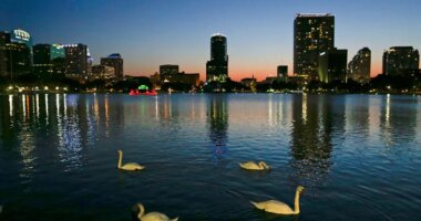 12 swans die suddenly at Florida lake, cause unknown