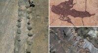 16,000 fossil footprints in central Bolivia reveal dinosaur behavior