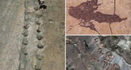 16,000 fossil footprints in central Bolivia reveal dinosaur behavior