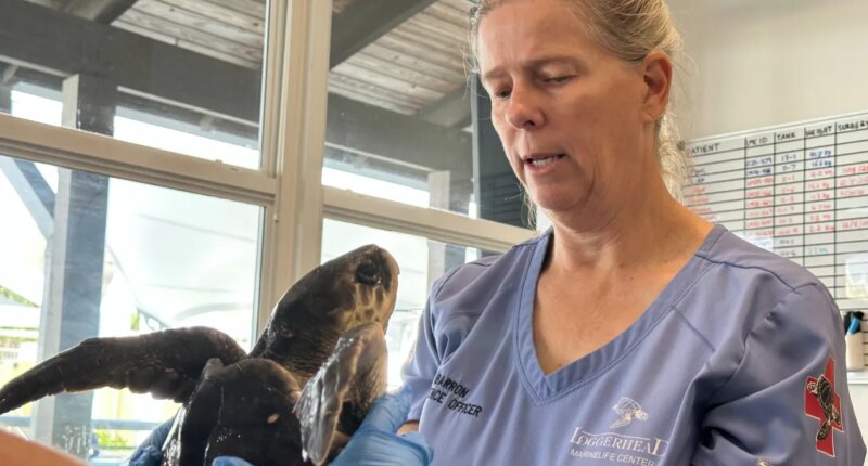 Dr. Heather Barron cares for a Kemp