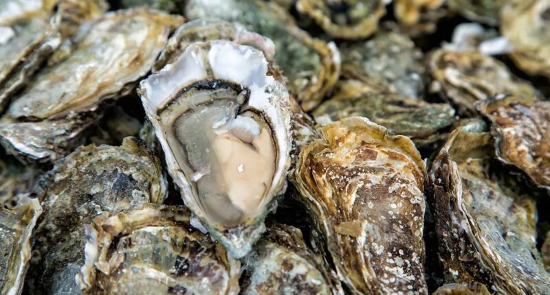 3 South Carolina cases reported in Salmonella outbreak linked to raw oysters