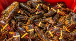 $400,000 worth of lobster stolen on way to Costco stores