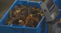 $400K in lobster meat destined for Costco stores in Illinois, Minnesota stolen by a fraudulent trucking company: broker